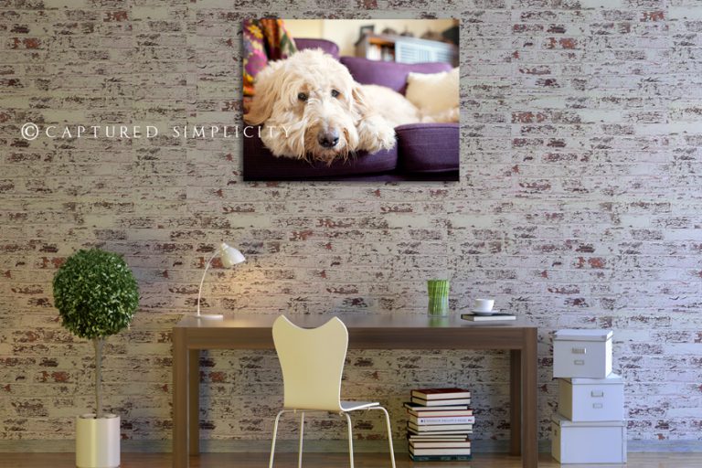 family portrait photographer the woodlands